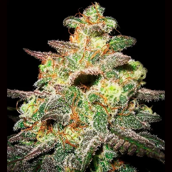 Caramella van Expert Seeds