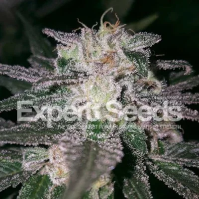 Gorilla Cookies van Expert Seeds