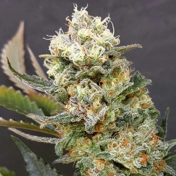 ZkittleZ Glue van Expert Seeds