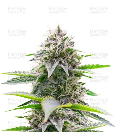 Critical Gorilla van Expert Seeds