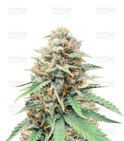 Northern Lights x Big Bud van Expert Seeds