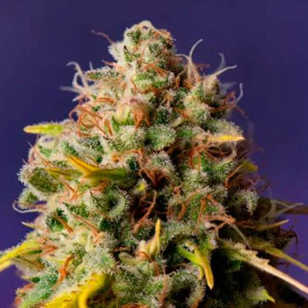 Northern Lights x Big Bud van Expert Seeds