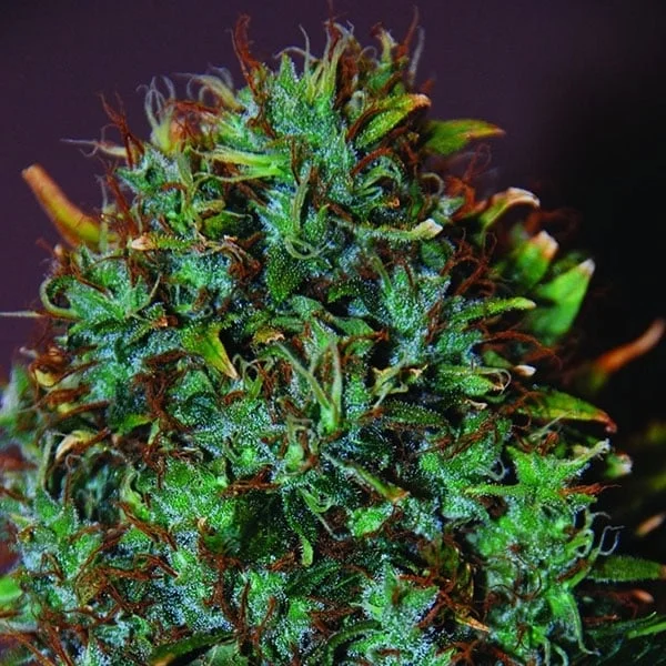 Expert Haze van Expert Seeds