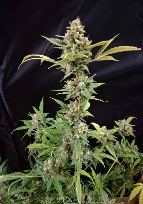 Amnesia van Fair Seeds