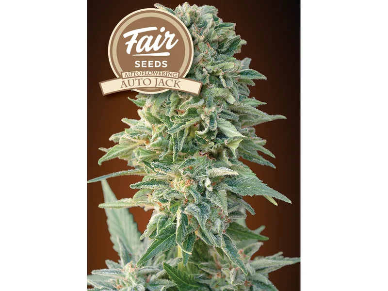 Jack van Fair Seeds