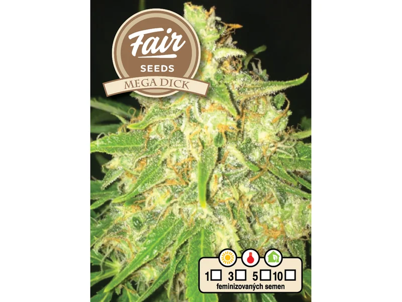 MegaDick van Fair Seeds