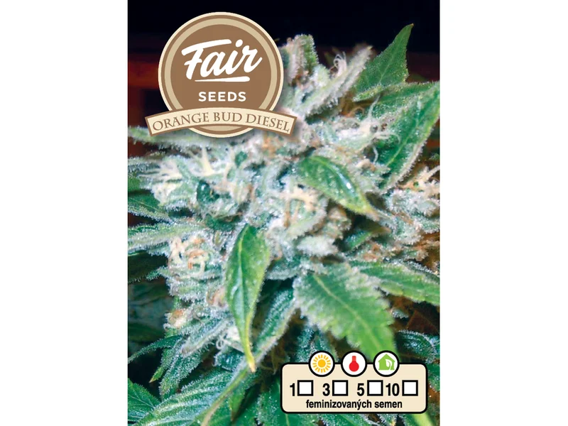 Orange Bud Diesel van Fair Seeds