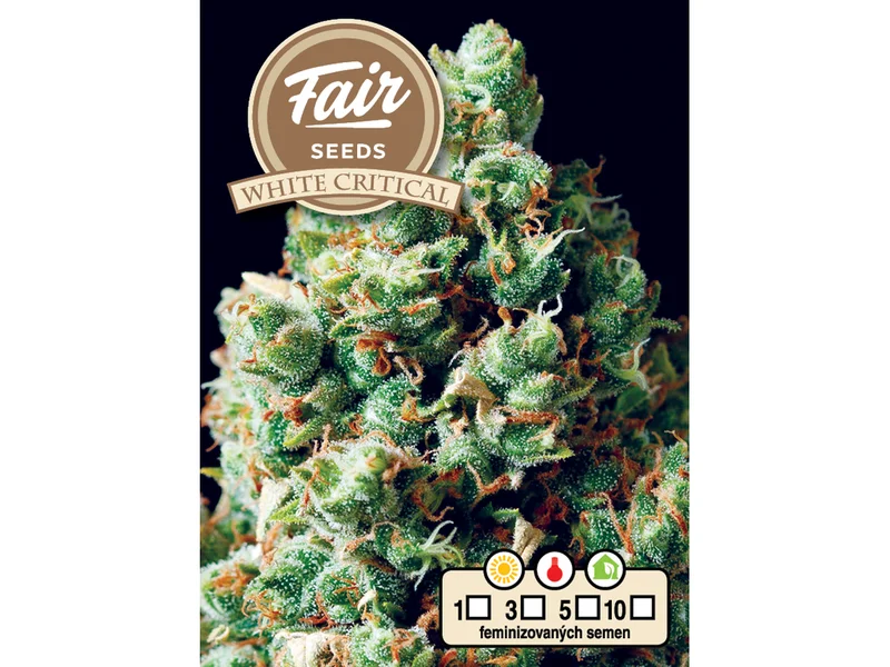 White Critical van Fair Seeds