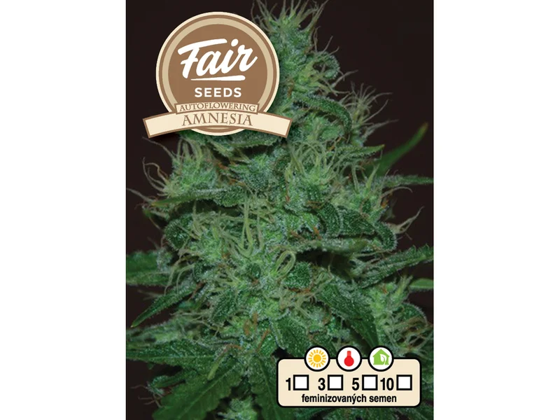 Amnesia van Fair Seeds