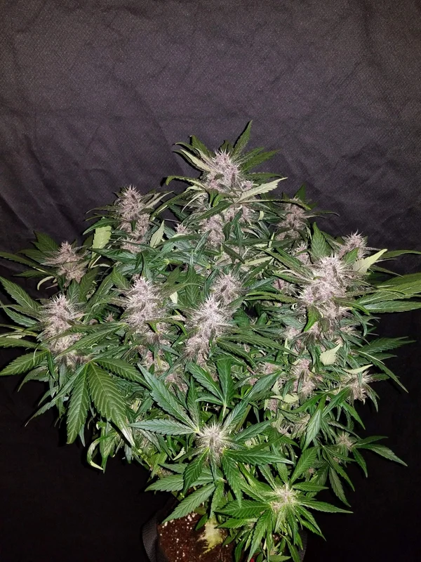 C4 van Fast Buds