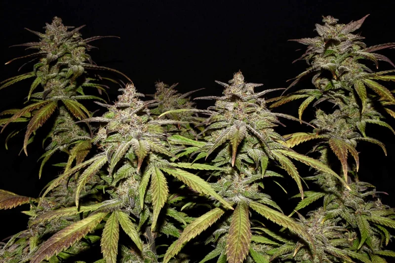 Smoothie van Fast Buds