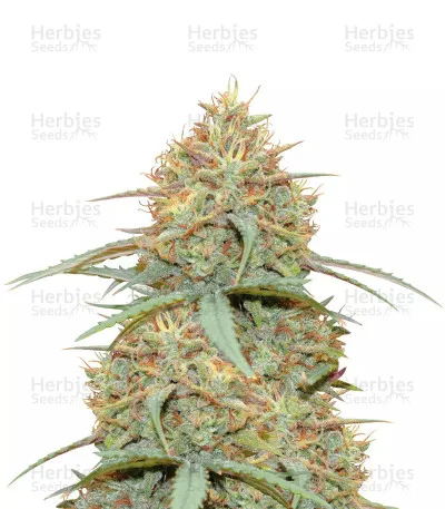 Original Cheese van Fast Buds