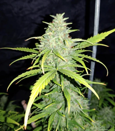 Original Skunk van Fast Buds