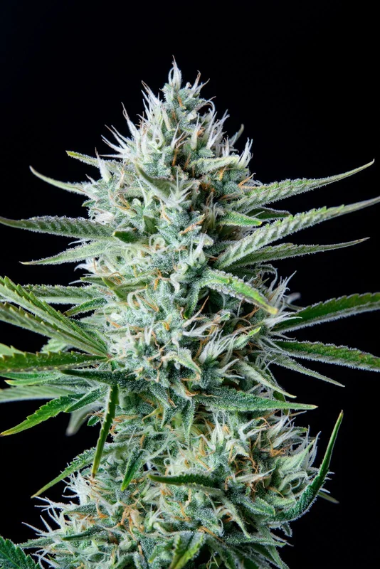 White Widow van Fast Buds