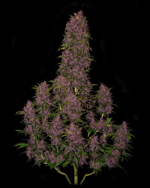 Crystal METH van Fast Buds