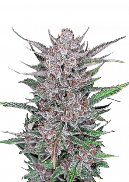 Gorilla Punch van Fast Buds