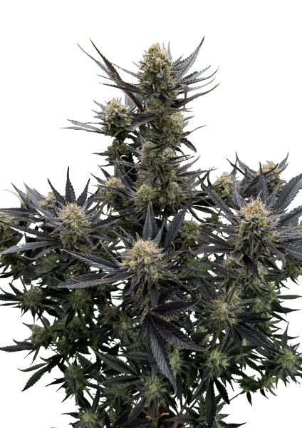 Guava RF3 van Fast Buds