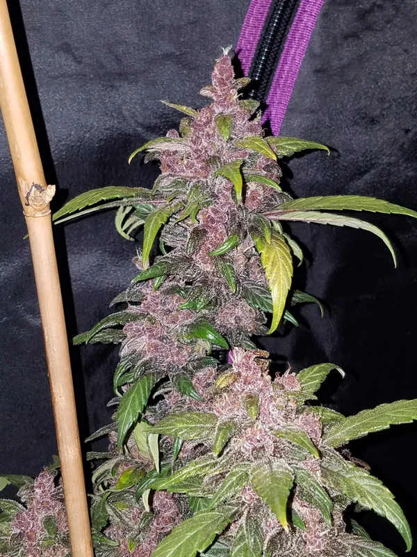 LSD-25 van Fast Buds