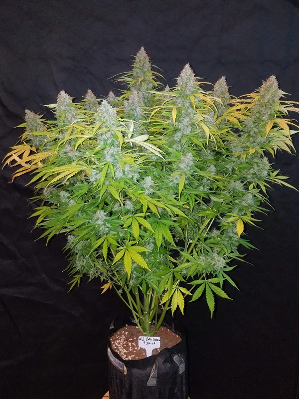 Californian Snow van Fast Buds