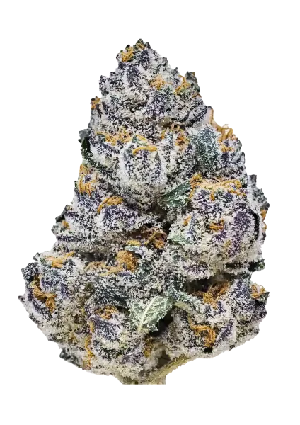 Rainbow Melon van Fast Buds