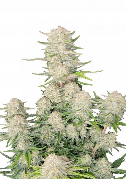 Apricot van Fast Buds