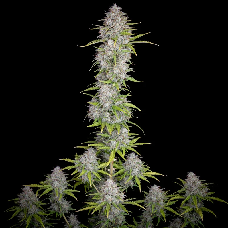 Orange Sherbet van Fast Buds