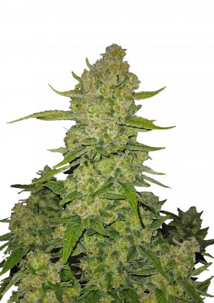 Papaya Cookies van Fast Buds