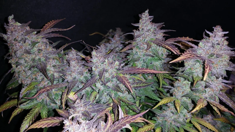 Fastberry van Fast Buds