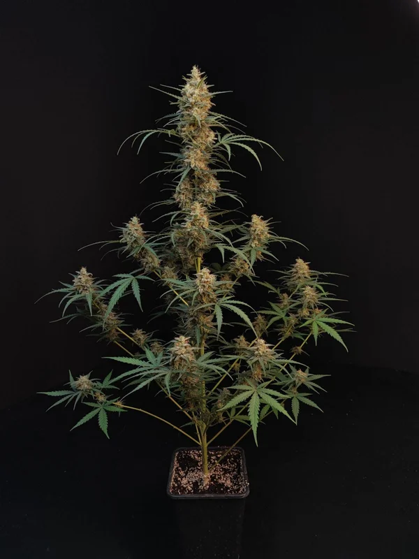 Chemdawg van Fast Buds