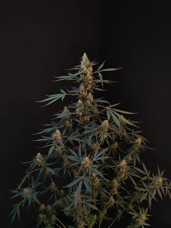 Northern Lights van Fast Buds
