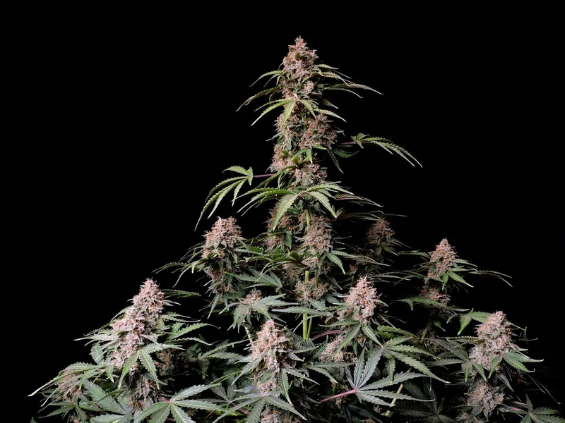 Amnesia Z van Fast Buds