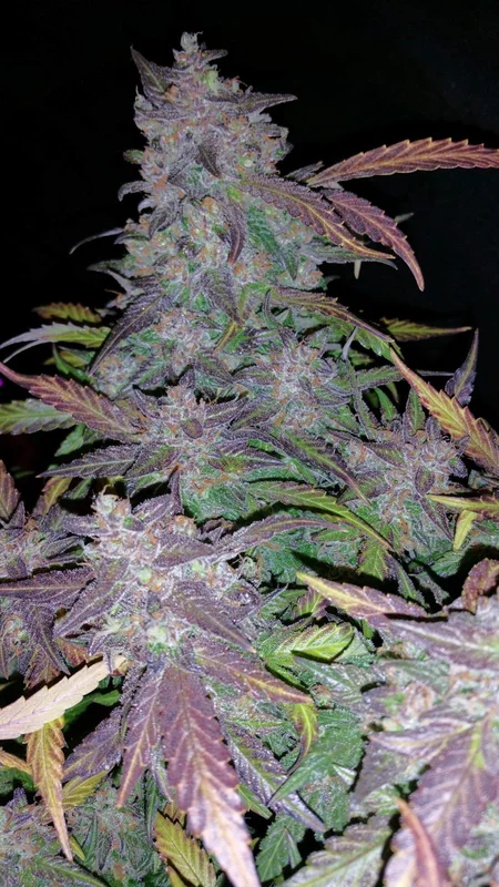 Fastberry van Fast Buds
