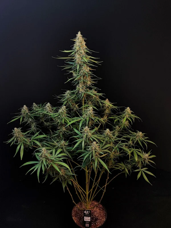Sour Diesel van Fast Buds