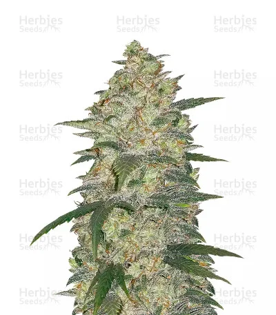 Original White Widow van Fast Buds