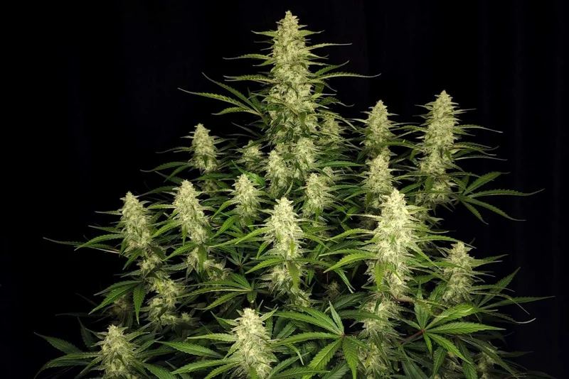 Papaya Cookies van Fast Buds