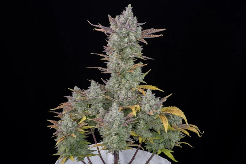 Gorilla Cookies van Fast Buds