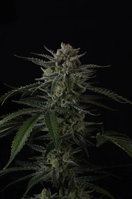 Banana Guava van Fast Buds