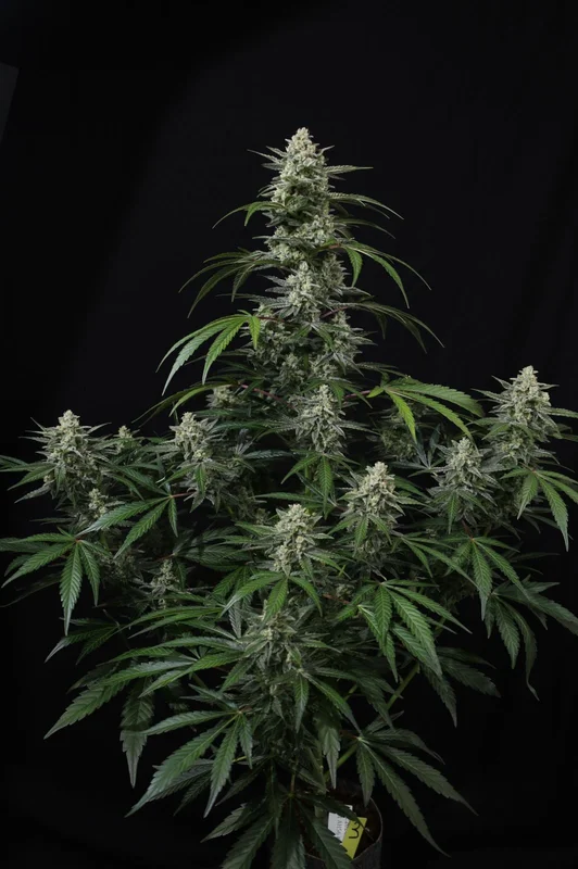 Banana Frost van Fast Buds