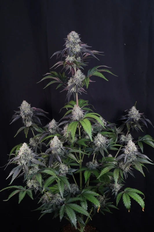 Sundae Frost van Fast Buds