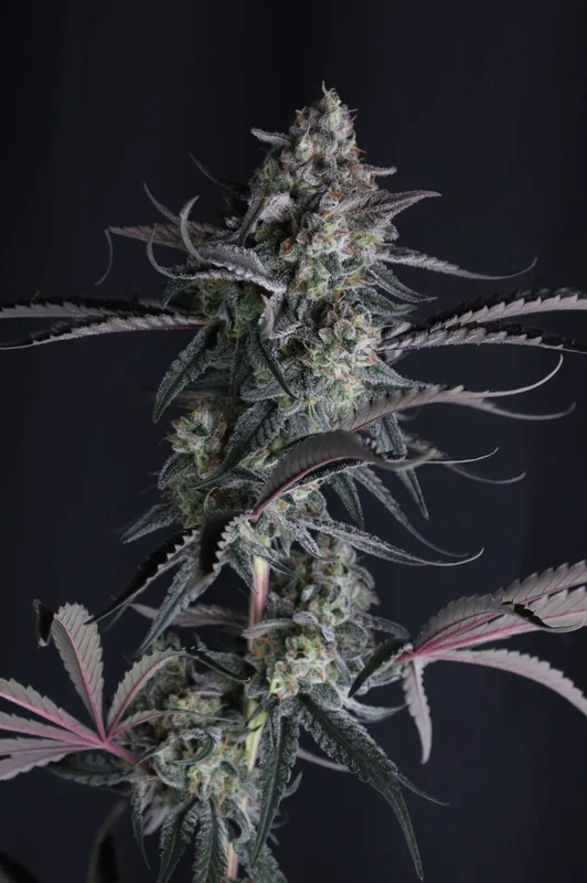 Pineapple OG van Fast Buds