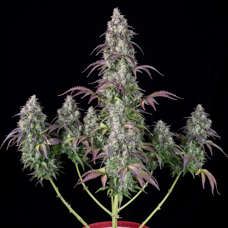 Lemon Pie van Fast Buds