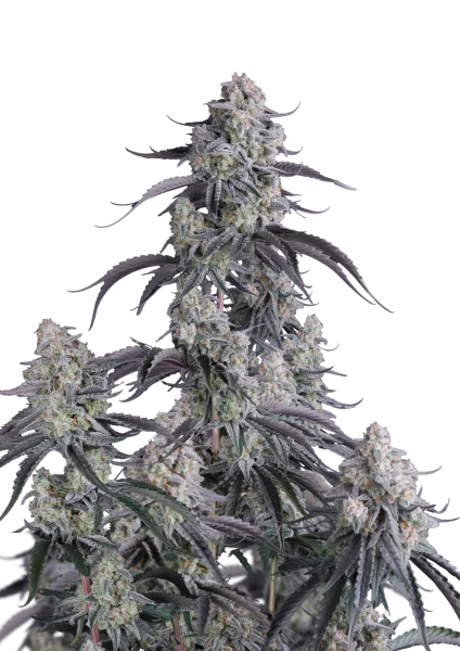Pineapple OG van Fast Buds
