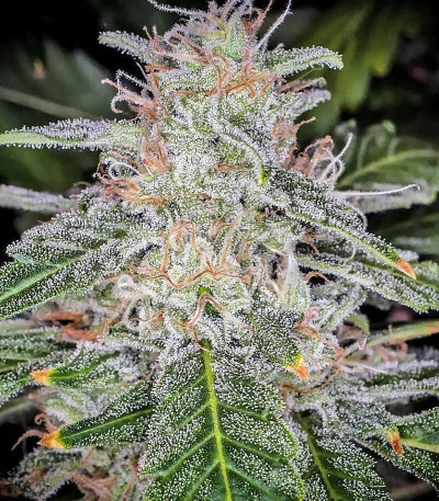 Blue Dream'matic van Fast Buds