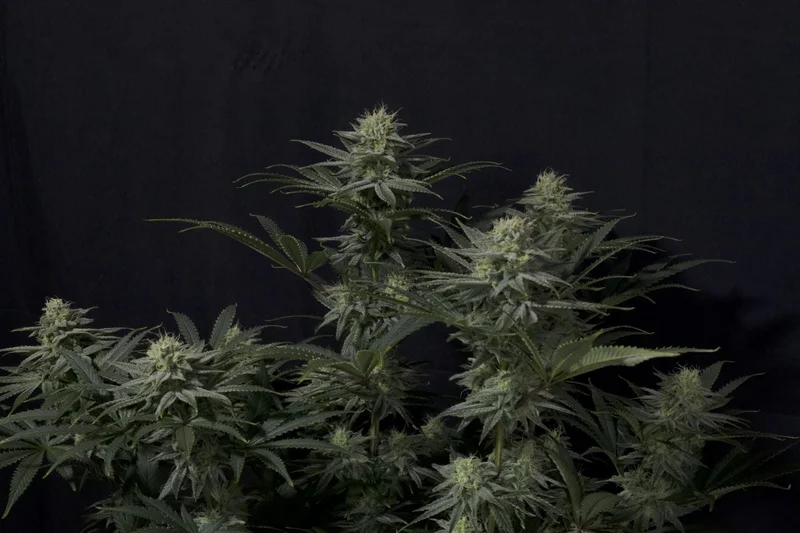 GG4 Sherbet van Fast Buds