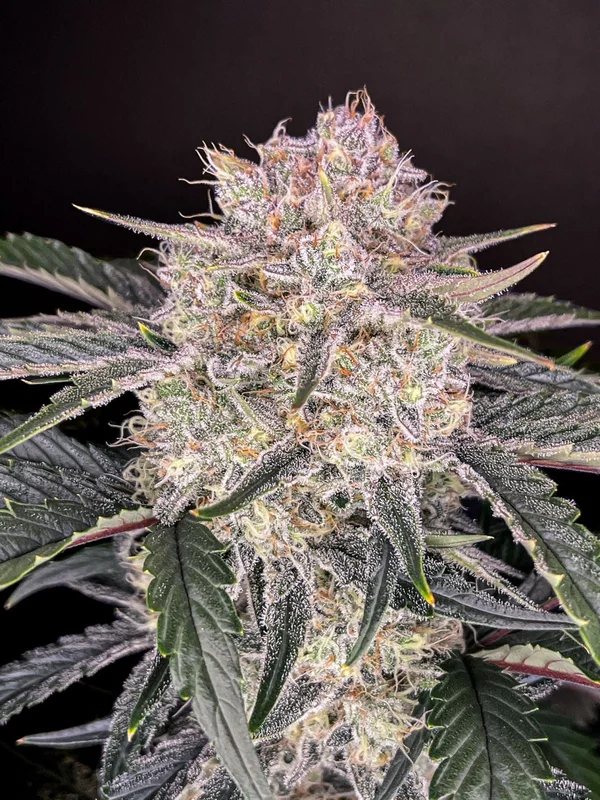 Strawberry Gorilla van Fast Buds