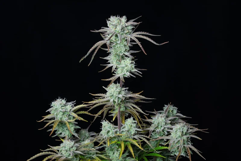 Strawberry Banana van Fast Buds