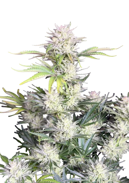 AK van Fast Buds