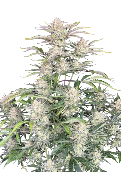 Sour Diesel van Fast Buds