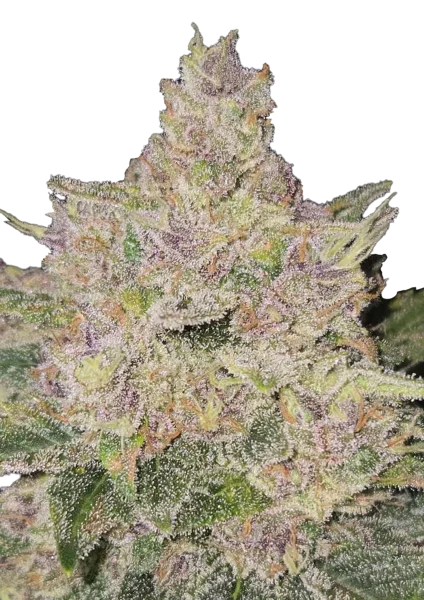 Banana Cherry Cookies van Fast Buds
