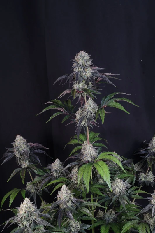 Sundae Frost van Fast Buds